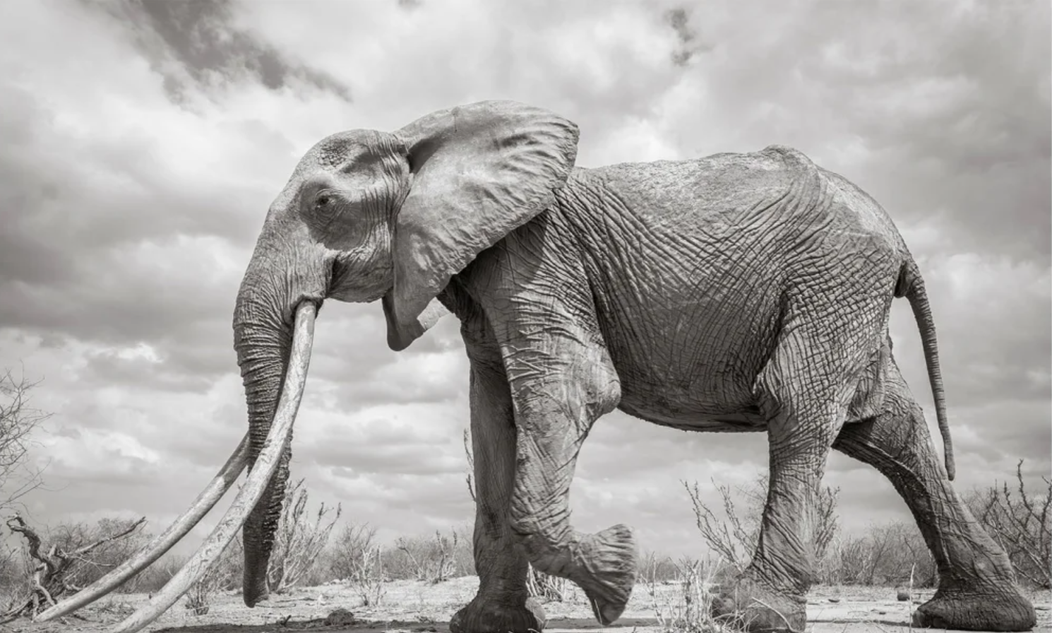 kemegahan-gajah-betina-langka-di-kenya-potret-sang-ratu-penguasa-savana